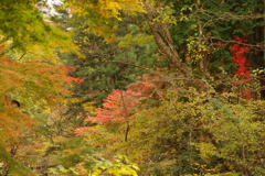 紅葉狩り２０２１