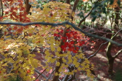 伊藤公記念公園の紅葉