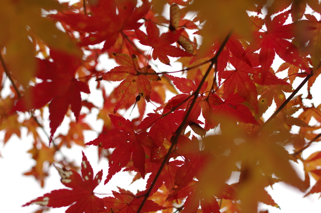 黄色で赤のサンドイッチ