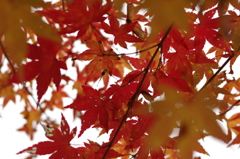 黄色で赤のサンドイッチ