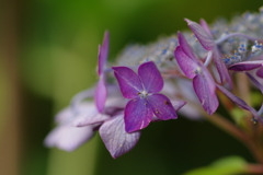 梅雨と紫陽花