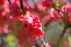 ひっそりと咲いていた木瓜の花