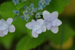 庭紫陽花
