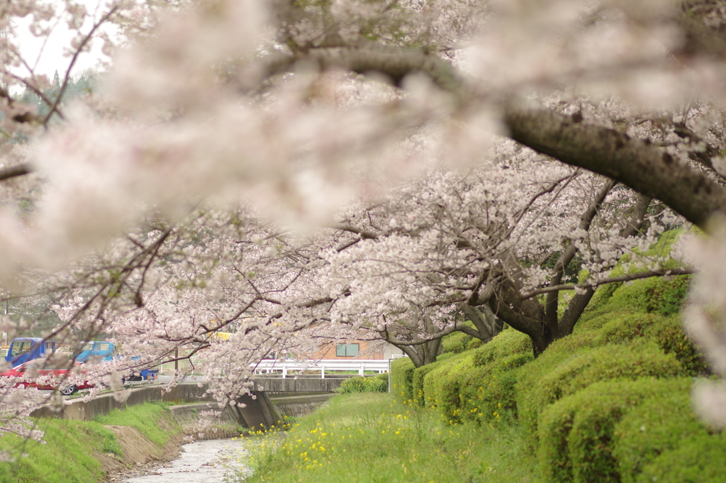 雨上がりお花見2021
