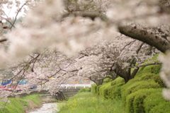 雨上がりお花見2021