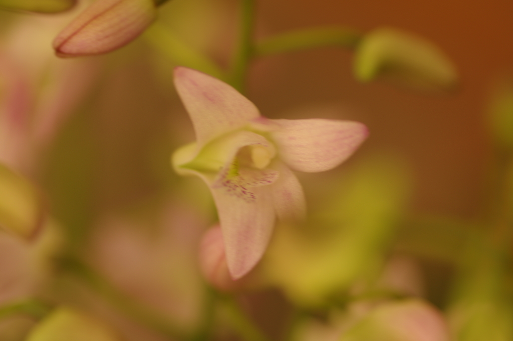 デンドロビウム・キンギアナム