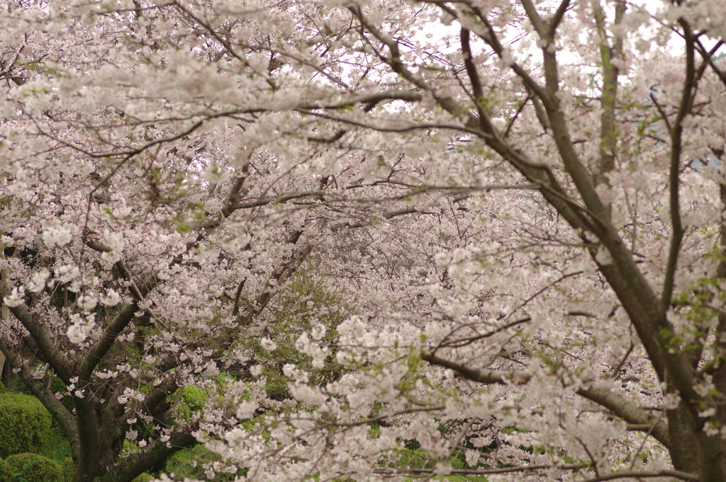 雨上がりお花見2021