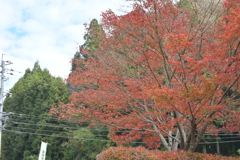 親子で紅葉狩り