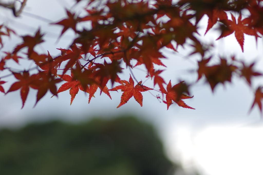 きれいな紅葉とはならず