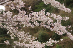花見はカメラで