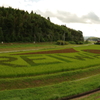 田んぼアート2019　in田布施