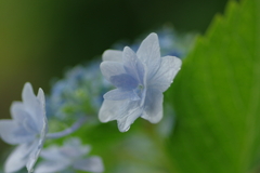梅雨入りと紫陽花