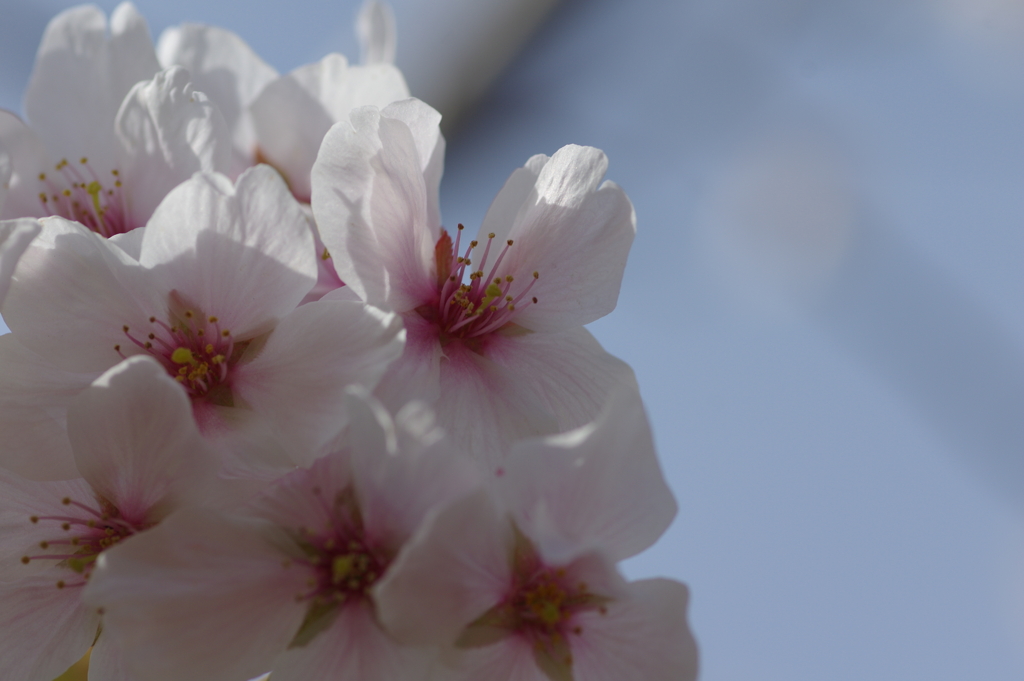 今年の桜は見頃が撮れず