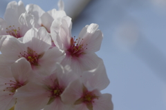 今年の桜は見頃が撮れず