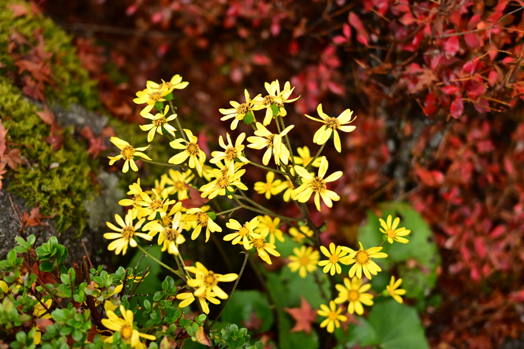 夫婦で紅葉狩り