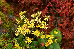 夫婦で紅葉狩り