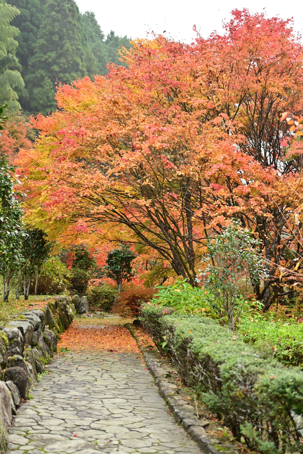 夫婦で紅葉狩り