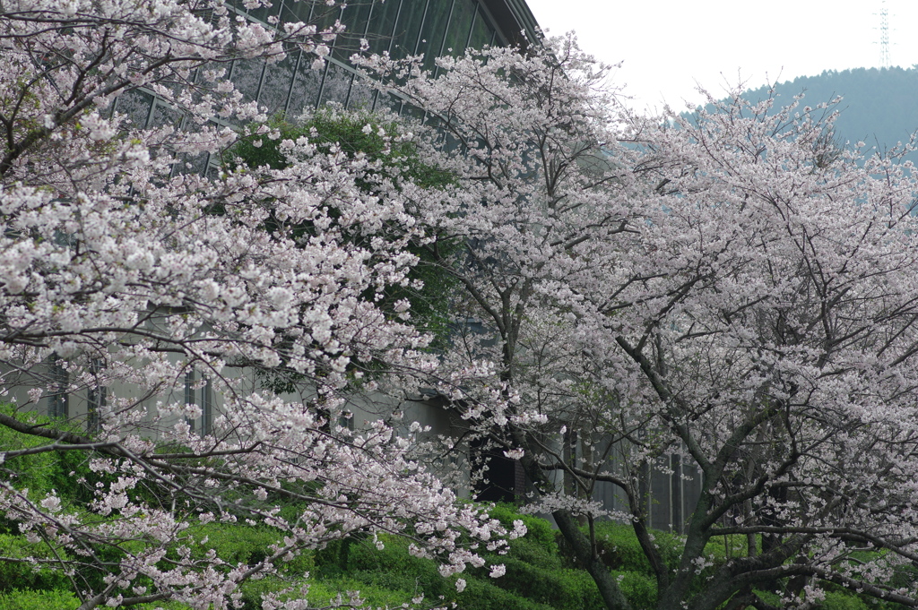 雨上がり一人でお花見