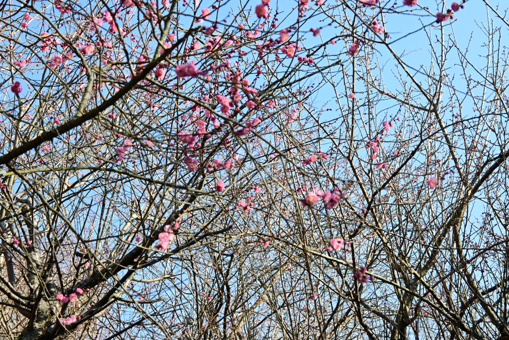 冠梅園