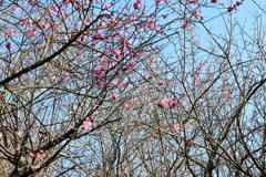冠梅園