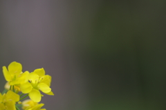 子供を抱えながらの花見