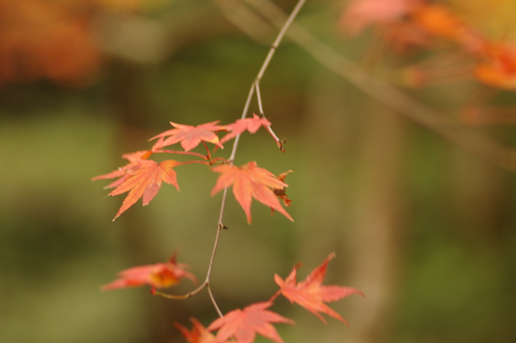 紅葉狩り２０２１