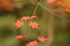 紅葉狩り２０２１