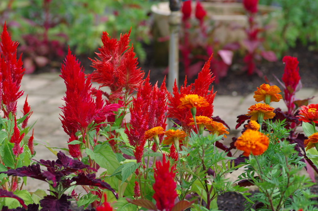 やまぐちフラワーランド