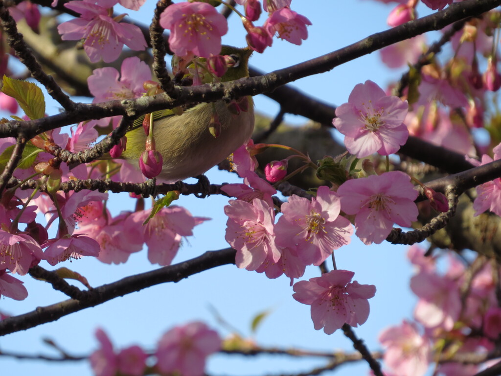 河津桜とメジロ