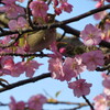 河津桜とメジロ