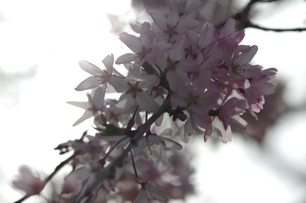 今年の桜は見頃が撮れず