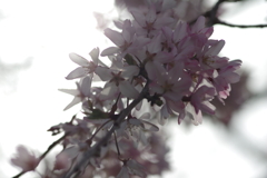 今年の桜は見頃が撮れず