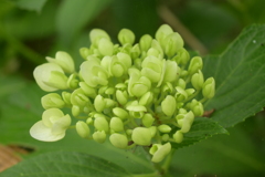 一眼持ってあじさい園へ