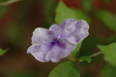 庭花
