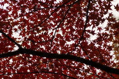 紅葉狩り２０２１