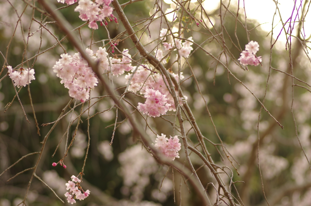 サクラサク別日