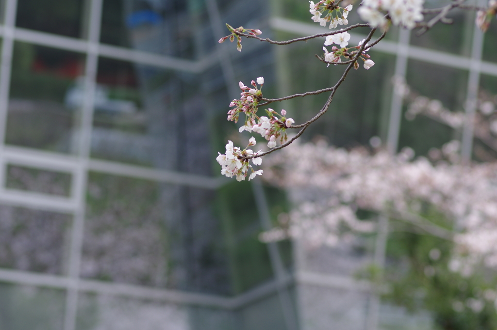 続花見は写真で