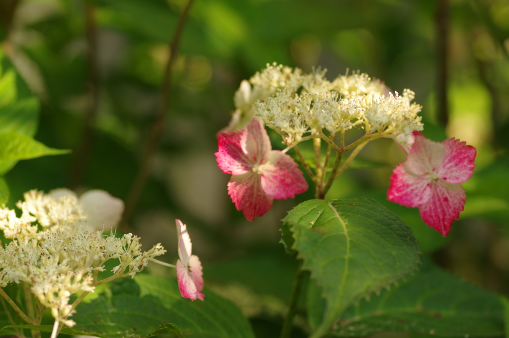 庭紫陽花