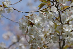 今年の桜は見頃が撮れず