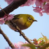 桜とメジロ