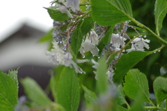雨に映える花