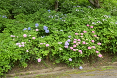 一眼持ってあじさい園へ