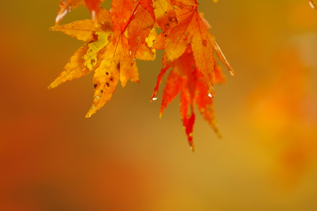 夫婦で紅葉狩り