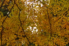 紅葉狩り２０２１