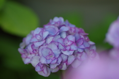紫陽花は咲いても梅雨入りしない