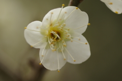 仕事帰りに梅園散策