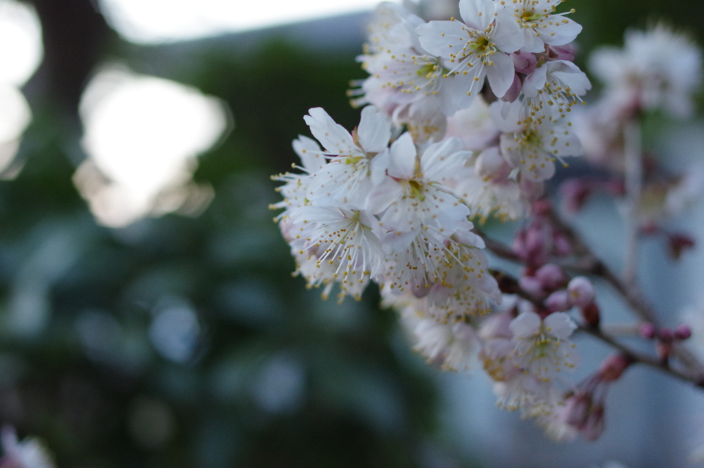 日没前西側の空と桜