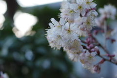 日没前西側の空と桜