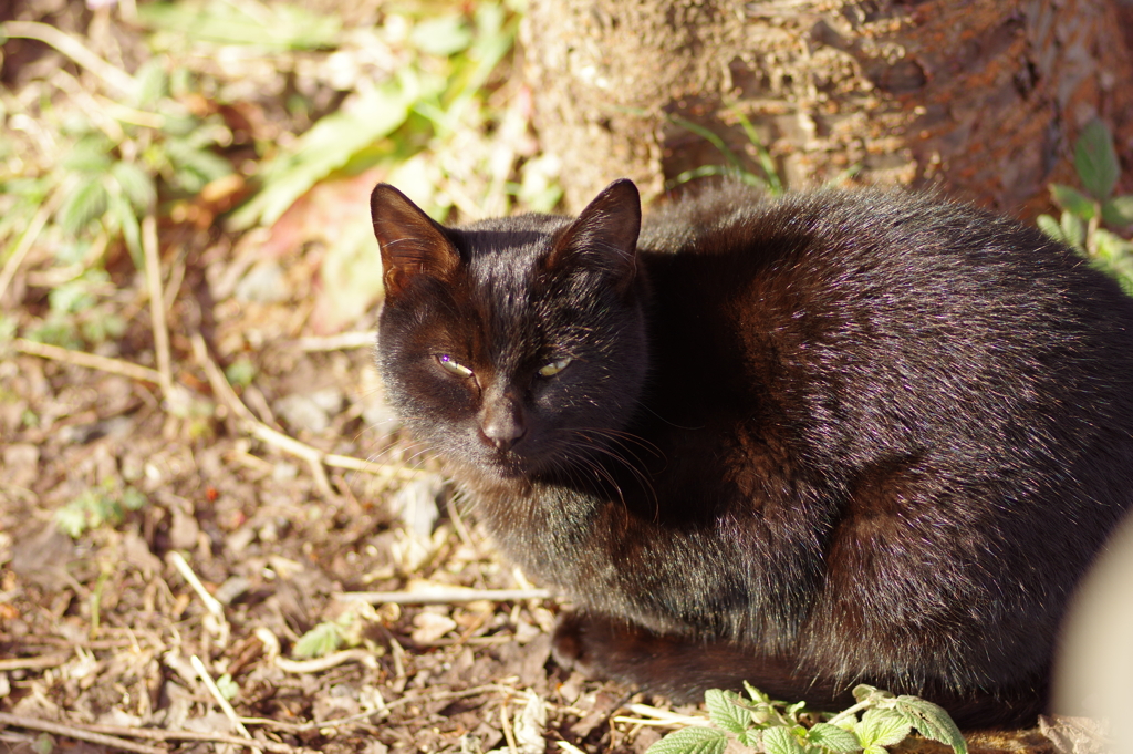 black cat