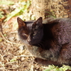black cat